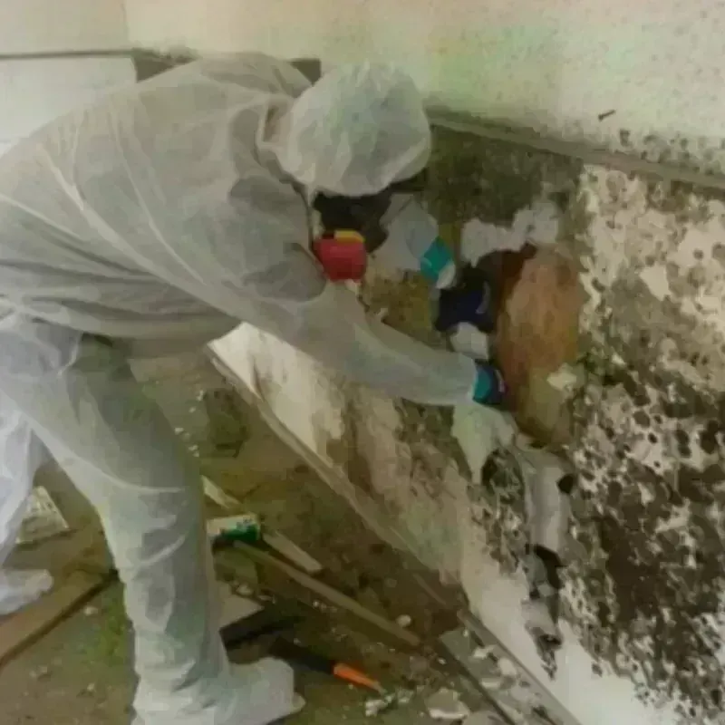 Mold Remediation and Removal in Sherman County, TX